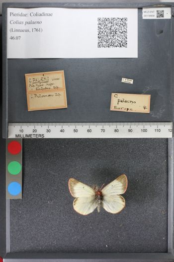 Media type: image;   Entomology 118958